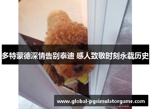 多特蒙德深情告别泰迪 感人致敬时刻永载历史
